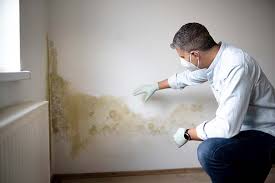 Best Basement Mold Removal  in Fairview, TX